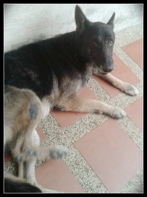 Help Save Him: Baron  - German Shepherd Dog Dog