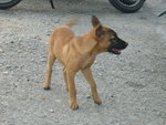 Luna - Mixed Breed Dog