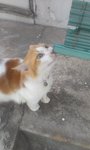Grazie  - Persian + Domestic Long Hair Cat