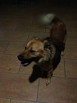 PF46082 - Mixed Breed Dog