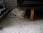 Vera - Domestic Short Hair Cat