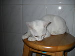 Vera - Domestic Short Hair Cat