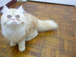 Hachiko - Persian Cat