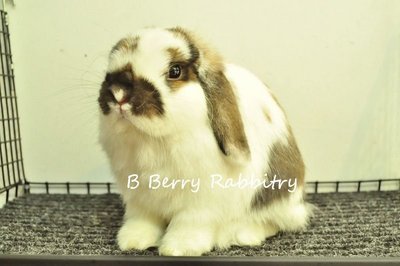 Holland Lop - Broken Tort 137 - Holland Lop Rabbit