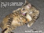 Mickey - Domestic Short Hair Cat