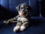 Homebreed Miniature Schnauzer Puppi - Schnauzer Dog