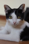 Midnight - Domestic Short Hair Cat