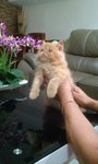 Potter - Persian Cat