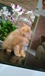 Harry - Persian Cat