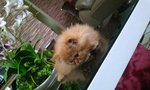 Harry - Persian Cat