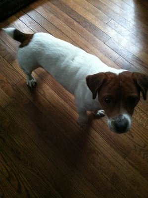 Roger - Jack Russell Terrier + Beagle Dog