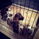 6 Puppies - Mixed Breed Dog