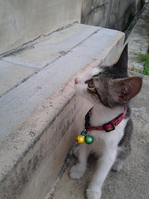 Kitten Found Collar+2 Bigbells - Domestic Short Hair Cat