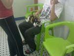Pokbu - Calico + Domestic Short Hair Cat