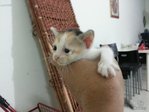 Nana - Domestic Short Hair Cat