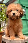 Girly (Chay Chay) - Poodle Dog