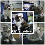 Kiki - Persian + Dilute Calico Cat