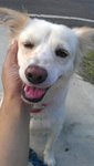 Kutty (Free Transport To Melaka/ns) - Spitz Mix Dog