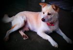 Kutty (Free Transport To Melaka/ns) - Spitz Mix Dog