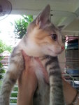 Found! Missing In Au3 Keramat,kl - Domestic Short Hair Cat