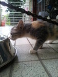 Found! Missing In Au3 Keramat,kl - Domestic Short Hair Cat