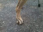 Injured paw with permanent marks