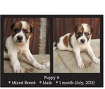Puppies Batch 2 - Mixed Breed Dog