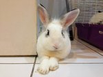 Bubi - Angora Rabbit Rabbit