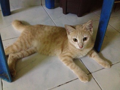 King - Persian + Domestic Short Hair Cat