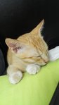 1 Kitten - Adopted - Domestic Short Hair Cat