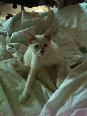 Igloo - Domestic Short Hair Cat