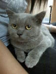 Eton - British Shorthair + Scottish Fold Cat