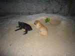 Puppy C and Puppy B on the sand