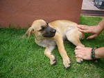 Puppy B (pic 1) **adopted**