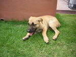 Puppy B (pic 2) **adopted**