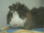 Jack - Guinea Pig Small & Furry