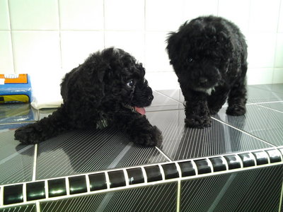 PF47153 - Poodle Dog