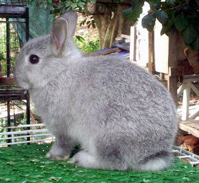 Netherland Dwarf Baby Rabbit Chin - Netherland Dwarf Rabbit