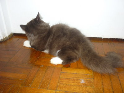 Tomok Cute Boy - Persian Cat