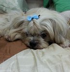 小不点xiao-bu-dian - Shih Tzu Dog