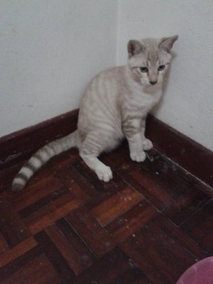 Bobo - Bengal + Siamese Cat