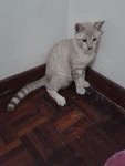 Bobo - Bengal + Siamese Cat