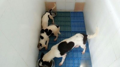 ❤bouncy Puppies N Mum🐾 - Mixed Breed Dog