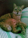 Tiger - Calico + Domestic Short Hair Cat