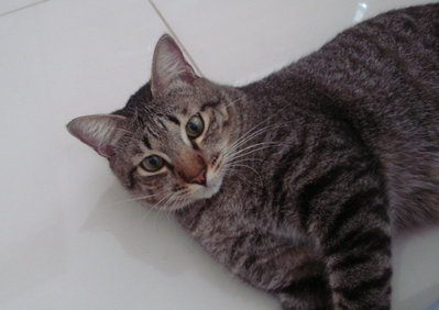 Muffin - Tabby + Domestic Medium Hair Cat