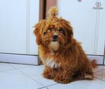 Tiko - Poodle Dog