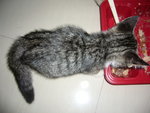 Chox - Domestic Short Hair + Tabby Cat