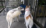 Hestia/tia  - Great Pyrenees + Mountain Dog Dog