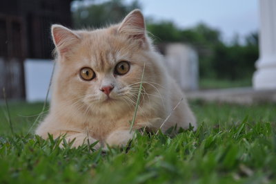 Jimbo - Persian + Domestic Long Hair Cat