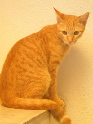 Jidda - Domestic Short Hair Cat